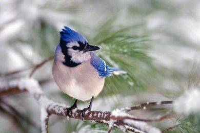 Animals: Blue Jay, Desktop Wallpapers Nr. 14224