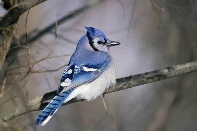 Blue Jay Wallpapers 6