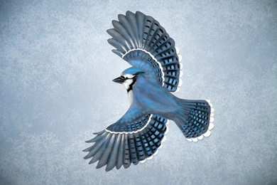 Free Cool Wallpapers: Blue Jay Wallpapers