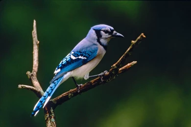 Free Wallpapers Blog: Blue Jay Backgrounds