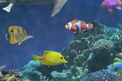 Shark Aquarium Live Wallpapers   Android Apps On Google Play