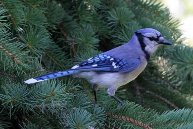 Blue Jay   (