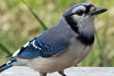 Blue Jays Wallpaper Images   Android Apps On Google Play