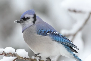 Wallpaper: Blue Jay, Branch, Snow, Sit, Birds, Winter, Animals ...