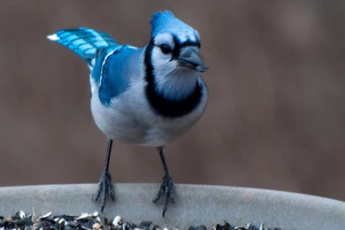 Wild Life: Blue Jay Birds