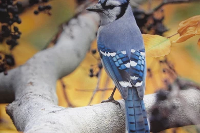 Blue Jay Bird Photo Wallpaper,blue HD Wallpaper,bird HD Wallpapers ...