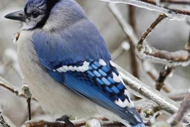 Wallpapers catalogue.com   Blue Jay (Bird) In 640x960 Resolution.
