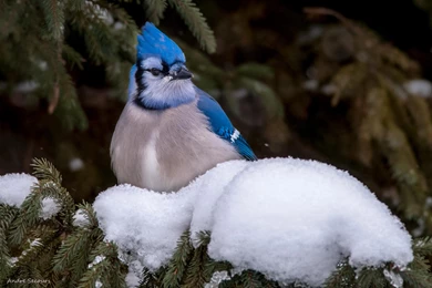 7 Blue Jay HD Wallpapers
