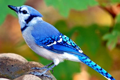 Bird Inspiration On Pinterest