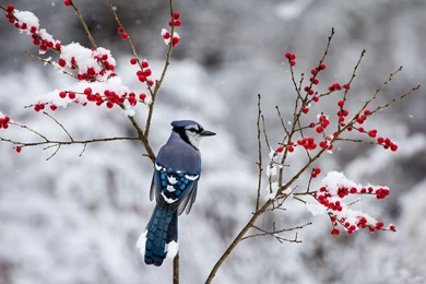 Birds: Blue Jay Snow Branches Winter Berries Bird Wallpapers For ...