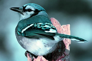 HD Blue Jay Bird Nature Wallpapers