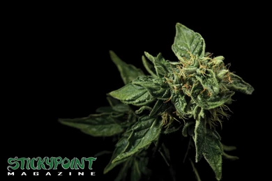 Weed Wallpapers Hd   All Wallpapers New