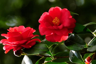 Red Flowers Wallpapers