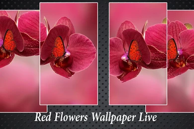 Red Flowers Wallpapers Live   Android Apps On Google Play