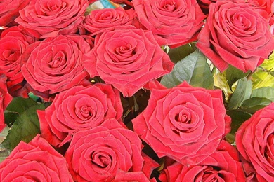 Red Flowers Wallpapers Red Flowers Wallpapers