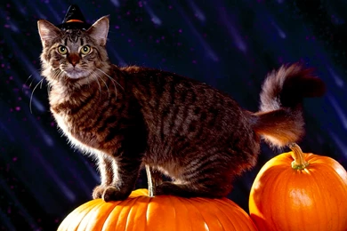 Halloween Cat Wallpapers   Download Free Halloween Wallpapers ...