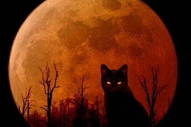 Halloween Kitty 1218833 Wallpapers   (