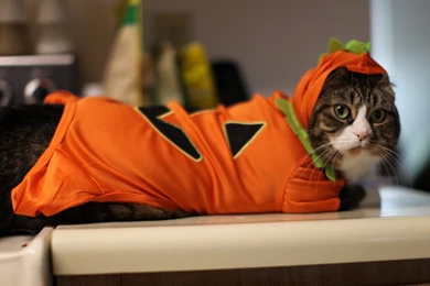 Cats: Kitty Costume Halloween Kittens Cats Wonderful Great Cute ...