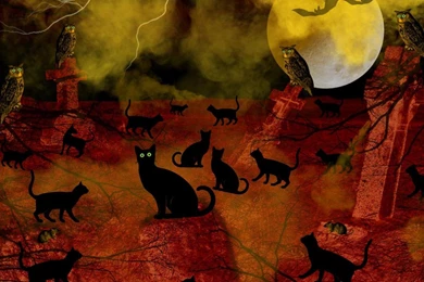 Halloween Night Cat Meeting Wallpapers   (