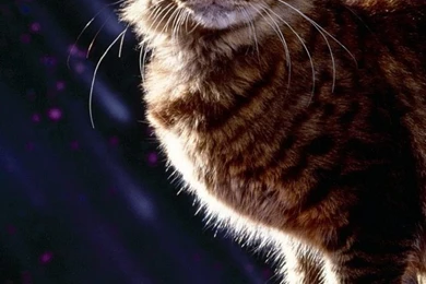 Download Wallpapers 640x1136 Cat, Halloween, Fluffy, Pumpkin iPhone ...