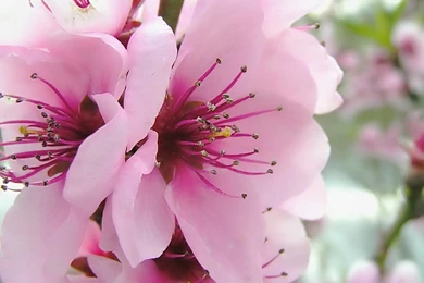 Spring Flowers Wallpapers