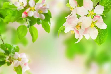 Spring Flowers Wallpapers