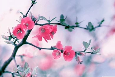 Spring Flowers Wallpapers Widescreen