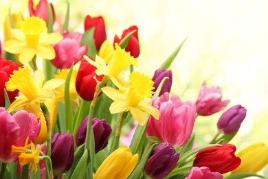 SPRING FLOWERS WALLPAPER   (