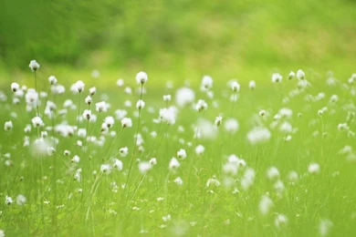 Spring Flowers Wallpapers 14, HD Wallpapers Downloads