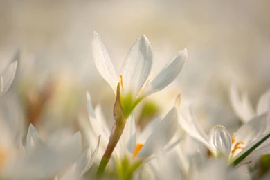 Images Of Spring Flowers And Wallpapers Download