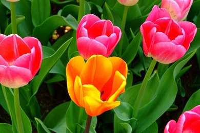 Spring Flower Wallpapers And Pictures 28 Items Page 1 Of 2