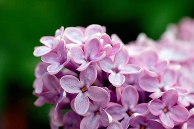 High Resolution Beautiful Nature Spring Flower Wallpapers HD 27 ...