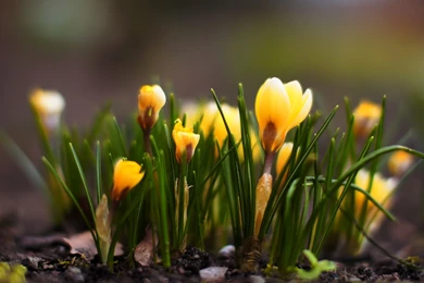 Spring Flowers Images Wallpapers