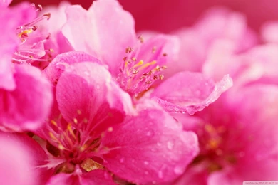 Spring Flowers Wallpapers   Desktop Backgrounds