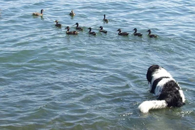 Water   Free Photographic Computer Wallpaper.