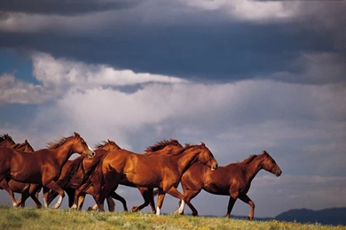 Wallpapers Running Horses Free Screensavers 1024x768