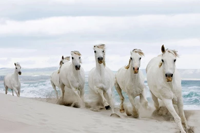 Download Wallpapers 2560x1600 Horses, Running, Sand, Herd 2560x1600 ...