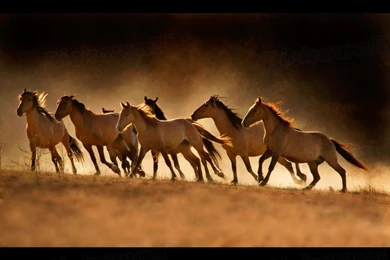 Design Your Own Custom Removable Wallpaper. Image: Wild Horses ...