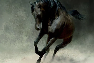 Horse Wallpapers   Thumbgal