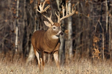 Hunting Tiger Wallpapers