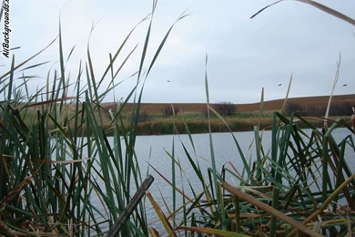 Duck Hunting Backgrounds   Twitter & Myspace Backgrounds