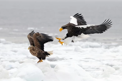 Ultra HD 4K Hunting Wallpapers HD, Desktop Backgrounds 3840x2400