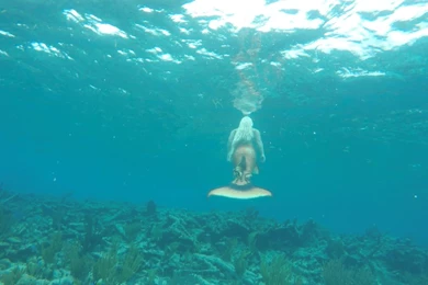 New Mermaid Videos, Mermaid Photos, And Traveling Mermaid Melissa ...