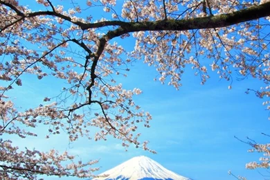 Sakura And Mount Fuji HD Desktop Wallpapers : Widescreen : High ...