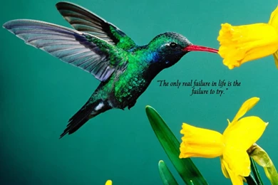 Inspirational Wallpapers And Quotes ~~~