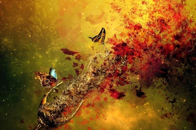 Download The Create Butterflies Wallpaper, Create Butterflies ...