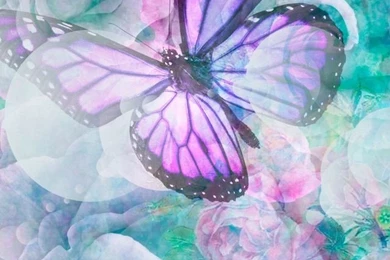 Butterfly Designs On Pinterest