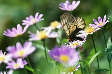 Butterfly Wallpapers   Butterflies Wallpapers (7451002)   Fanpop