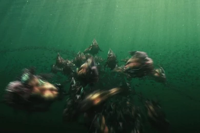 Piranha Killer HD Wallpapers