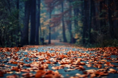 Autumn Photography Awesome Wallpapers Gallery